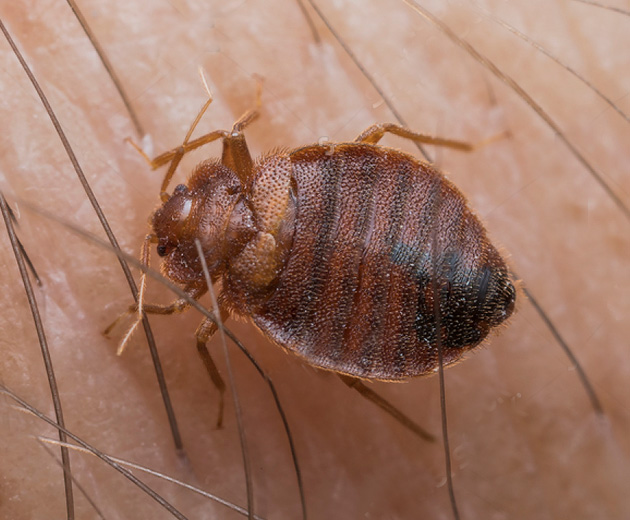 bedbug_1