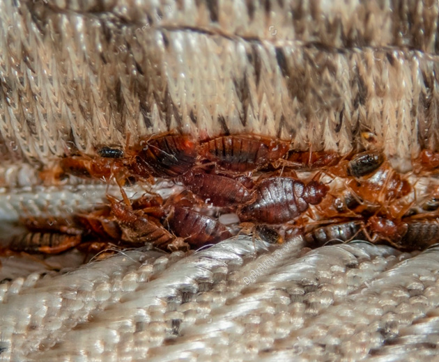 bedbug_5