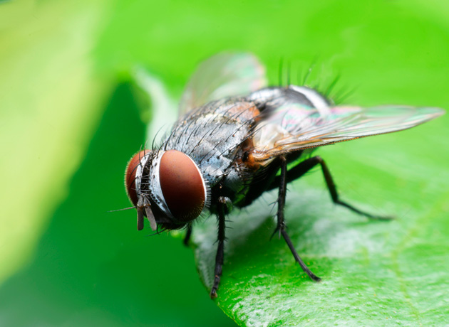 fly_2
