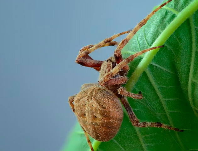 spider_1